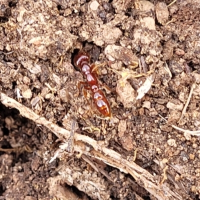Amblyopone longidens (Slow Ant) at Merriangaah, NSW - 27 Sep 2023 by trevorpreston