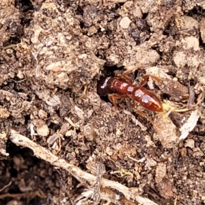 Amblyopone longidens at Merriangaah, NSW - 27 Sep 2023