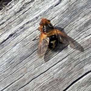 Microtropesa sinuata at Merriangaah, NSW - 27 Sep 2023