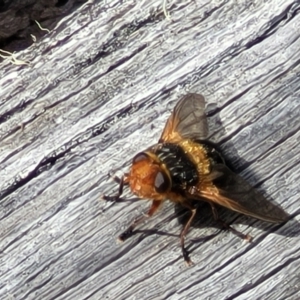 Microtropesa sinuata at Merriangaah, NSW - 27 Sep 2023