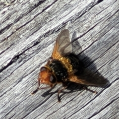 Microtropesa sinuata at Merriangaah, NSW - 27 Sep 2023