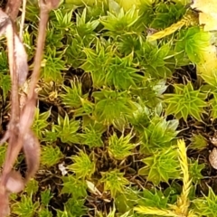 Unverified Moss, Liverwort or Hornwort at Merriangaah, NSW - 27 Sep 2023 by trevorpreston