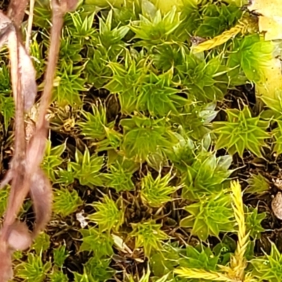 Unidentified Moss, Liverwort or Hornwort at Meringo Nature Reserve - 27 Sep 2023 by trevorpreston