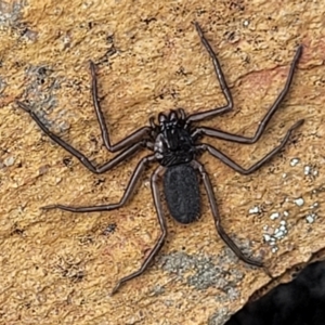 Trachycosmidae (family) at Merriangaah, NSW - 27 Sep 2023