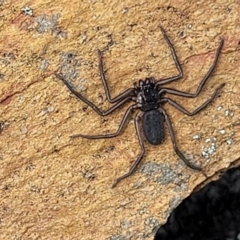 Trachycosmidae (family) at Merriangaah, NSW - 27 Sep 2023