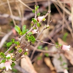 Cryptandra amara (Bitter Cryptandra) at Merriangaah, NSW - 27 Sep 2023 by trevorpreston