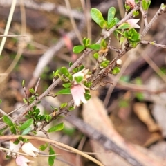 Cryptandra amara at Merriangaah, NSW - 27 Sep 2023