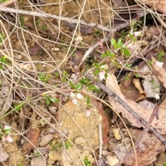 Cryptandra amara at Merriangaah, NSW - 27 Sep 2023