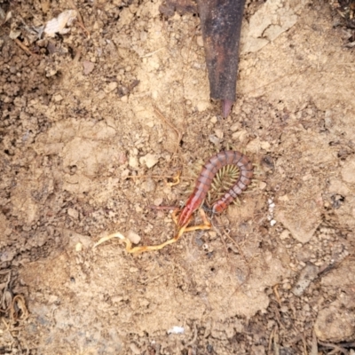 Cormocephalus aurantiipes (Orange-legged Centipede) at Merriangaah, NSW - 27 Sep 2023 by trevorpreston