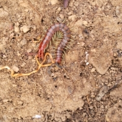 Cormocephalus aurantiipes at Merriangaah, NSW - 27 Sep 2023