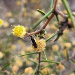 Bibionidae (family) (Bibionid fly) at Meringo Nature Reserve - 27 Sep 2023 by trevorpreston