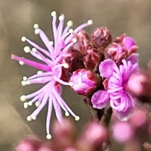 Kunzea parvifolia at Merriangaah, NSW - 27 Sep 2023