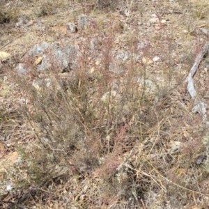 Kunzea parvifolia at Merriangaah, NSW - 27 Sep 2023