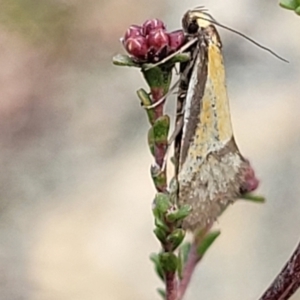 Philobota undescribed species near arabella at Merriangaah, NSW - 27 Sep 2023 10:41 AM