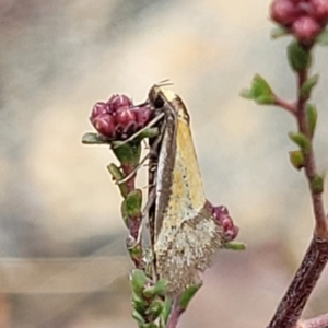 Philobota undescribed species near arabella at Merriangaah, NSW - 27 Sep 2023 10:41 AM