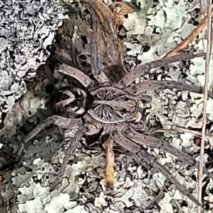 Tasmanicosa sp. (genus) at Merriangaah, NSW - 27 Sep 2023