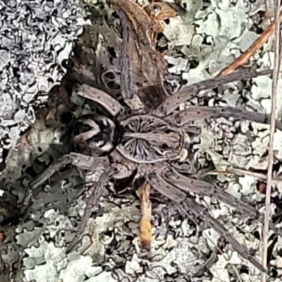 Tasmanicosa sp. (genus) (Tasmanicosa wolf spider) at Merriangaah, NSW - 27 Sep 2023 by trevorpreston