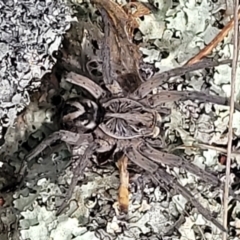 Tasmanicosa sp. (genus) (Unidentified Tasmanicosa wolf spider) at Merriangaah, NSW - 27 Sep 2023 by trevorpreston