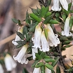 Leucopogon fletcheri subsp. brevisepalus (Twin Flower Beard-Heath) at Meringo Nature Reserve - 27 Sep 2023 by trevorpreston