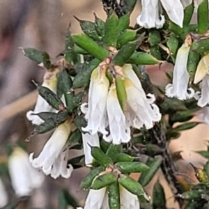 Leucopogon fletcheri subsp. brevisepalus at Merriangaah, NSW - 27 Sep 2023