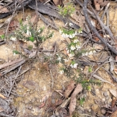 Styphelia fletcheri subsp. brevisepala at Merriangaah, NSW - 27 Sep 2023