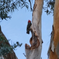 Callocephalon fimbriatum (Gang-gang Cockatoo) at Kambah, ACT - 17 Apr 2022 by HelenCross