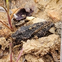 Tetrigidae (family) (Pygmy grasshopper) at Merriangaah, NSW - 27 Sep 2023 by trevorpreston
