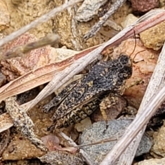 Tetrigidae (family) at Merriangaah, NSW - 27 Sep 2023