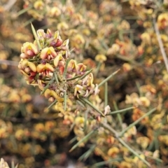 Daviesia genistifolia at Palarang, NSW - 27 Sep 2023