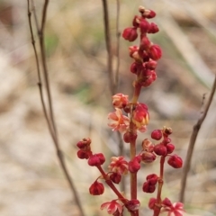 Rumex acetosella (Sheep Sorrel) at Palarang, NSW - 27 Sep 2023 by trevorpreston