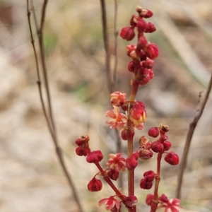 Rumex acetosella at Palarang, NSW - 27 Sep 2023 10:17 AM