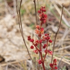 Rumex acetosella at Palarang, NSW - 27 Sep 2023 10:17 AM