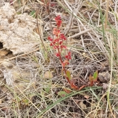 Rumex acetosella at Palarang, NSW - 27 Sep 2023 10:17 AM