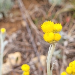 Chrysocephalum apiculatum at Palarang, NSW - 27 Sep 2023
