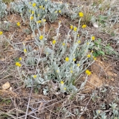 Chrysocephalum apiculatum at Palarang, NSW - 27 Sep 2023 10:12 AM