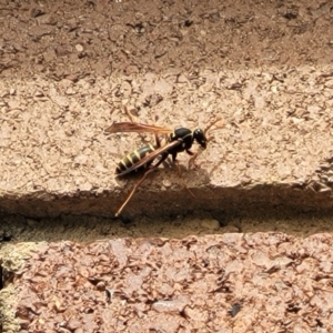 Polistes (Polistes) chinensis at Lyneham, ACT - 26 Sep 2023