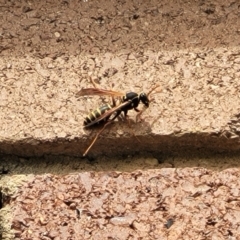 Polistes (Polistes) chinensis (Asian paper wasp) at Lyneham, ACT - 26 Sep 2023 by trevorpreston