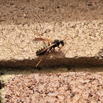 Polistes (Polistes) chinensis (Asian paper wasp) at Sullivans Creek, Lyneham South - 26 Sep 2023 by trevorpreston