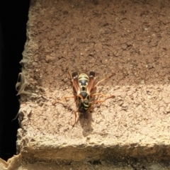 Polistes (Polistes) chinensis at Lyneham, ACT - 26 Sep 2023