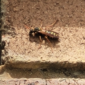 Polistes (Polistes) chinensis at Lyneham, ACT - 26 Sep 2023 11:23 AM