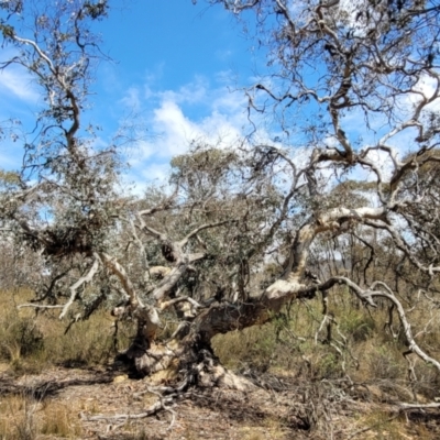 Eucalyptus (genus) (A Gum Tree) at Merriangaah, NSW - 27 Sep 2023 by trevorpreston
