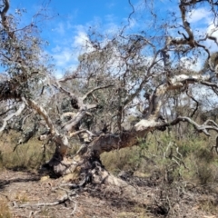 Eucalyptus sp. at Merriangaah, NSW - 27 Sep 2023