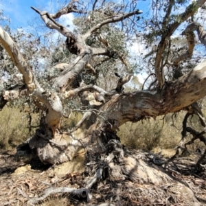 Eucalyptus sp. at Merriangaah, NSW - 27 Sep 2023