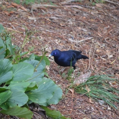 Ptilonorhynchus violaceus (Satin Bowerbird) at Jamberoo, NSW - 28 Sep 2023 by plants