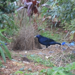 Ptilonorhynchus violaceus at Jamberoo, NSW - 28 Sep 2023