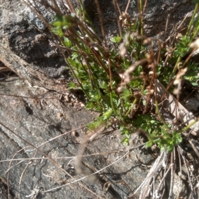 Gonocarpus tetragynus (Common Raspwort) at Cooma North Ridge Reserve - 13 Sep 2023 by mahargiani