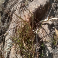 Gonocarpus tetragynus at Cooma, NSW - 13 Sep 2023