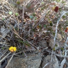 Bossiaea buxifolia (Matted Bossiaea) at Cooma North Ridge Reserve - 13 Sep 2023 by mahargiani