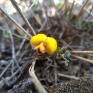 Bossiaea buxifolia at Cooma, NSW - 13 Sep 2023