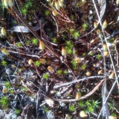 Polytrichum at Cooma, NSW - 13 Sep 2023 by mahargiani